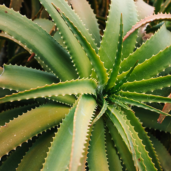 Aloe vera