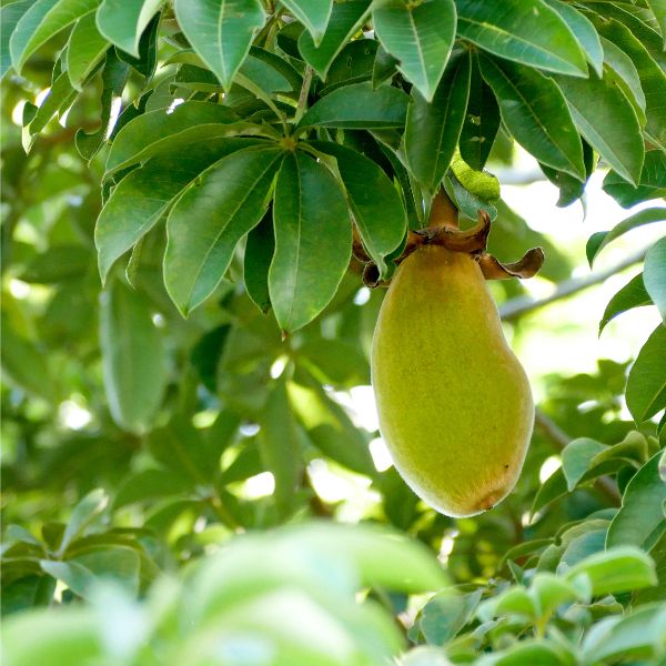 Baobab Öl