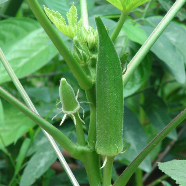 Okra