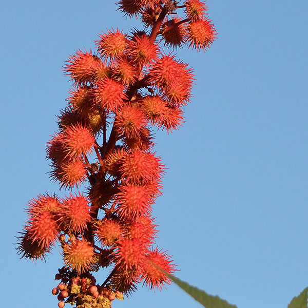 Castor oil