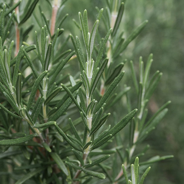 Rosemary