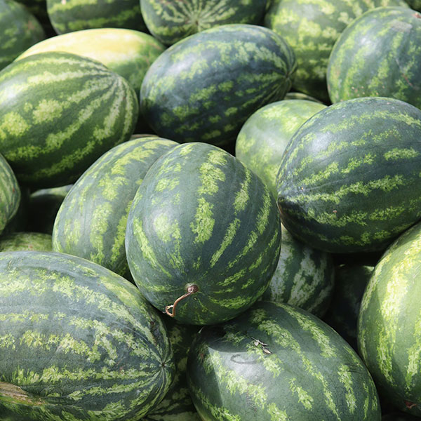 African watermelon seed oil