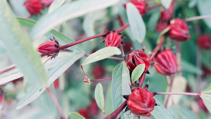 Hibiscus field